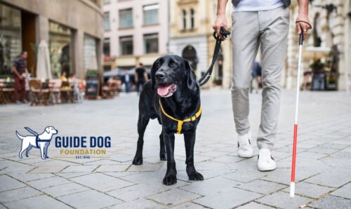 tCMM Cares Works with Guide Dog Foundation to Continue Adopted Family Support
